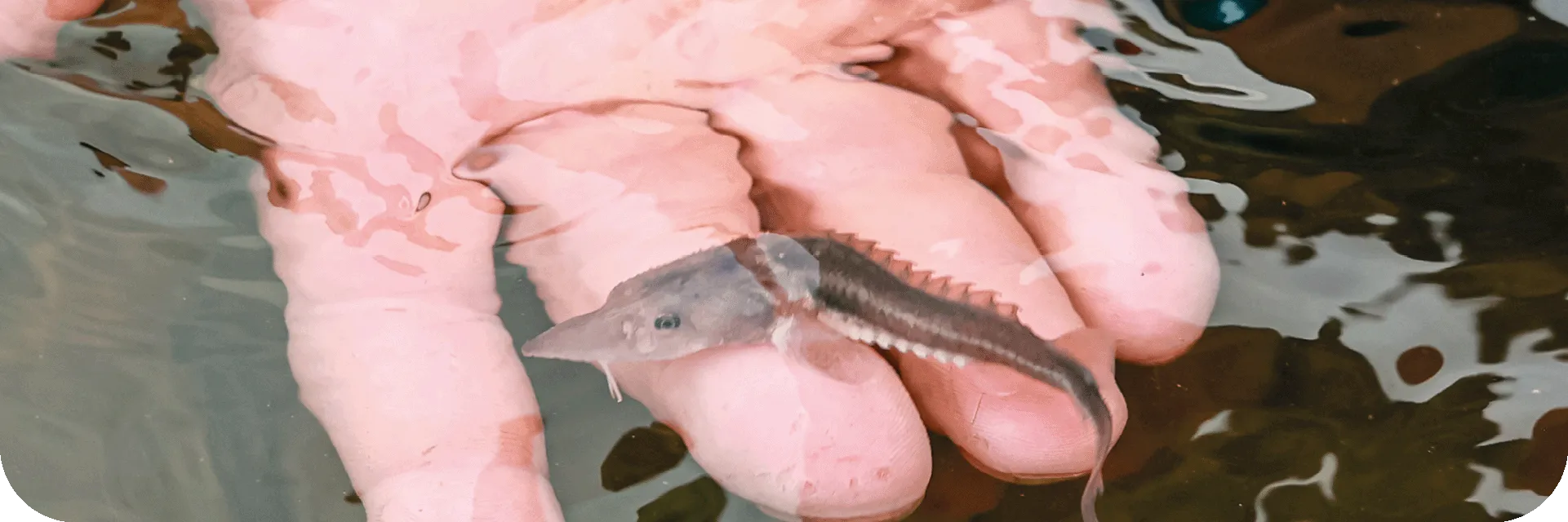 Fish stocking programme